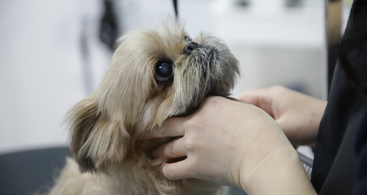 大切なワンちゃんを可愛らしく、健やかに