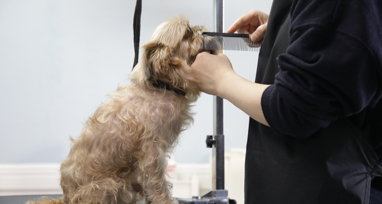 トリマー1人で施術をしております